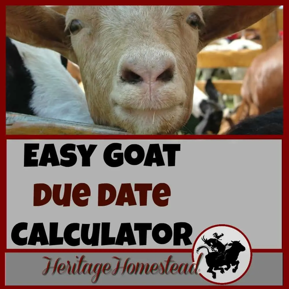 Goat Gestation Calculator. You need to know the best goat care during pregnancy. Pregnant does have many needs to support optimal health. FREE goat due date calculator.