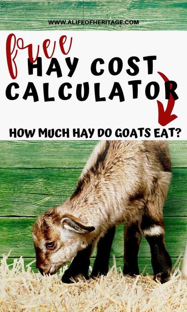 How much hay do goats eat? Free hay cost calculator