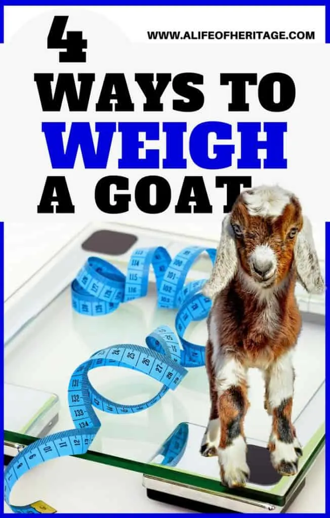 Raising Goats involves knowing how to weigh a goat. Here are four ways you can weigh one!