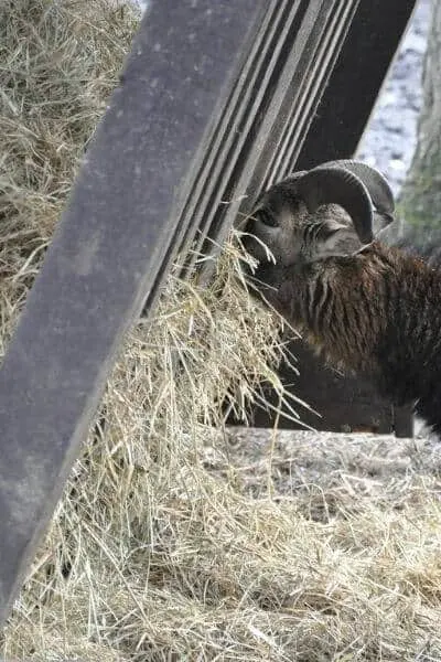 Goat eating hay out of a feeder