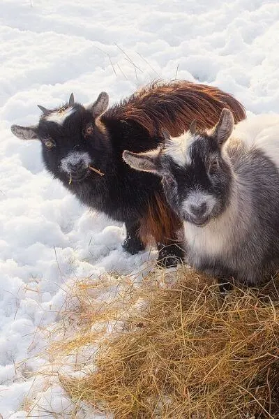 Goats eating hay in the snow and winter months