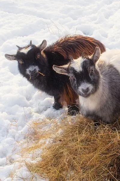 How Can You Tell If Your Goat Is Happy? Now We Know! : Goats and Soda : NPR