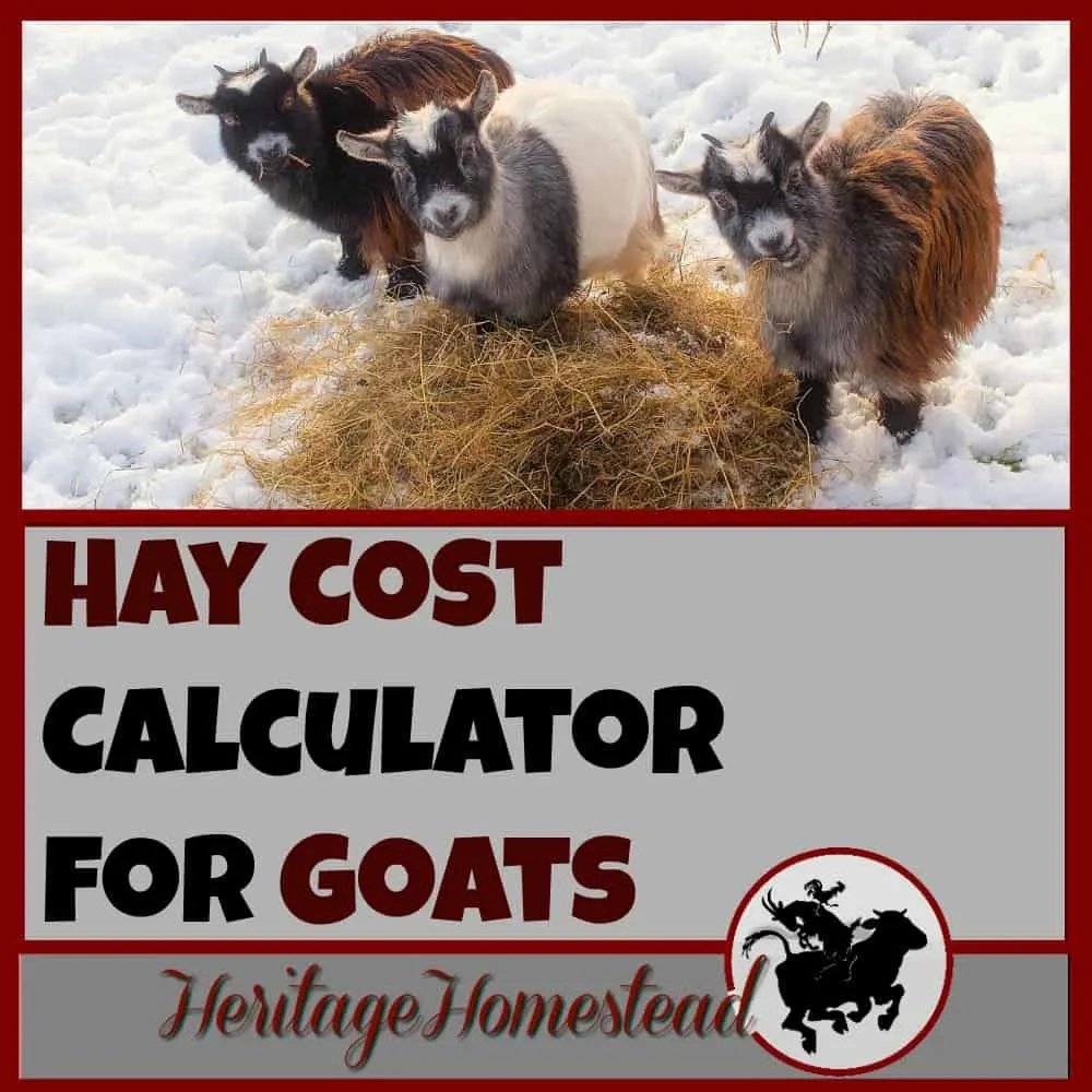 Goat Care and goat feed. How much hay does a goat eat? Use this FREE Hay Cost Calculator to help you answer the question: how much hay do I need for my goat? This will help you make a plan and know how much hay to buy a year.