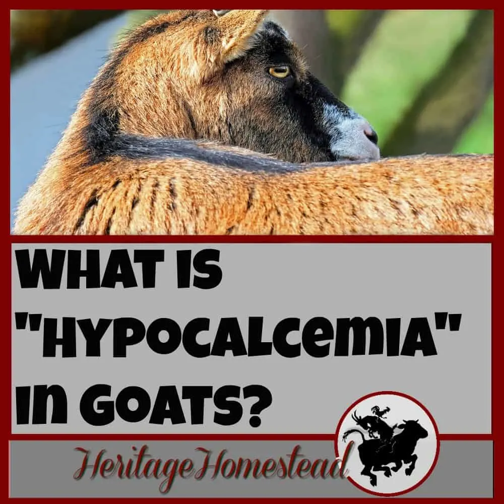 Hypocalcemia in goats is very serious. It can be prevented and a goat owner should do everything in their power to give their goat everything needed to avoid it.