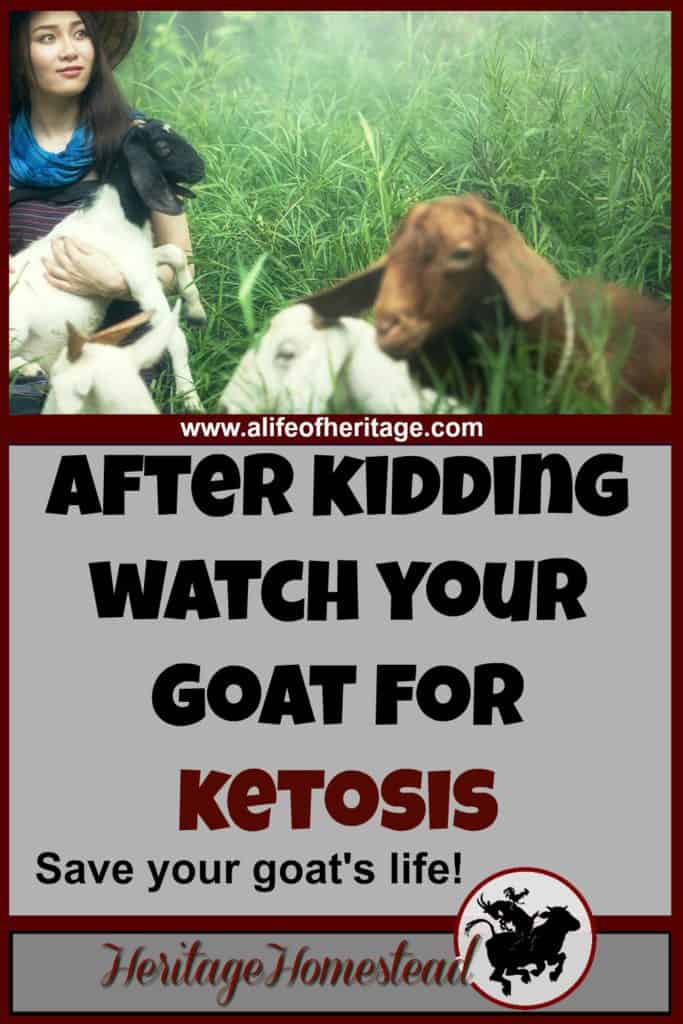 Ketosis in Goats: What is It and How to Prevent It?