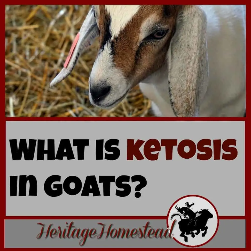 Ketosis in goats | Goat care | Goat care after kidding | Ketosis in goats: how to prevent this condition, the symptoms and the treatment. It is preventable and you can help your goat avoid it.