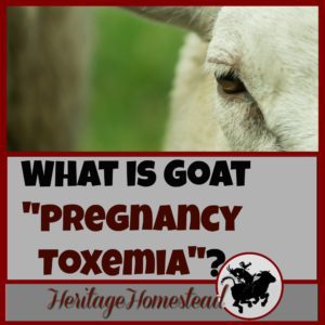 Pregnancy Toxemia in Goats | How to care for a pregnant goat | Goat care | What is pregnancy toxemia? A pregnancy condition that can be avoided when a goat is given what it needs to be healthy.