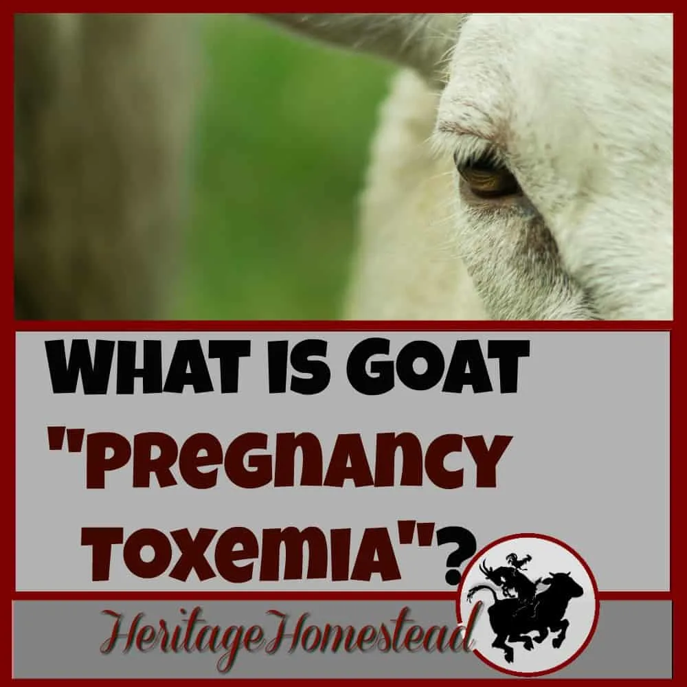 Pregnancy Toxemia in Goats | How to care for a pregnant goat | Goat care | What is pregnancy toxemia? A pregnancy condition that can be avoided when a goat is given what it needs to be healthy.