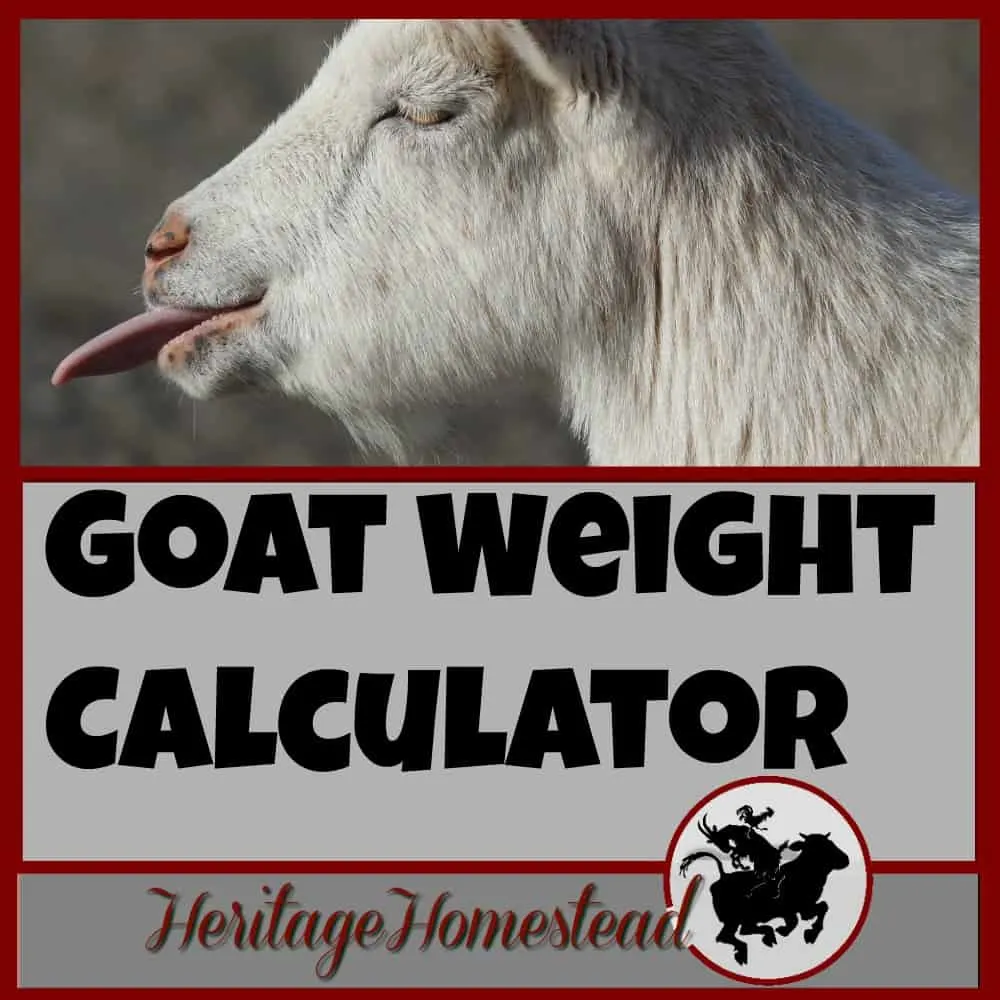 How do I know my goat's weight? | Have you ever ask the question: How to weigh my goat? Here are four ways to weigh your goat and a FREE weight calculator will help you!