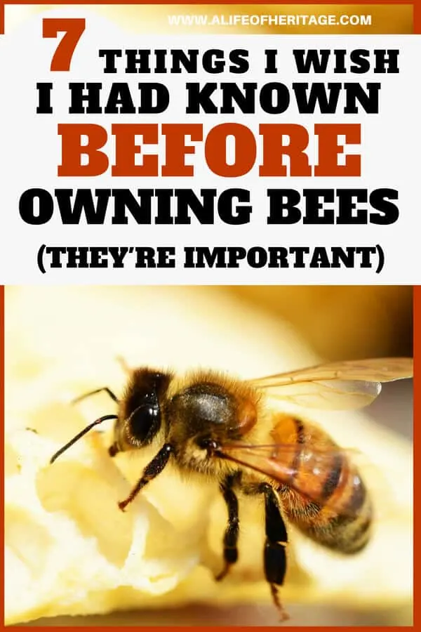 What you need to know before owning bees