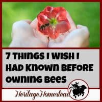 Before Owning Bees | Leanring about bees | 7 things to consider and two things you need adequate of before owning bees. Here is the "class schedule" of what you can expect to learn in the first years
