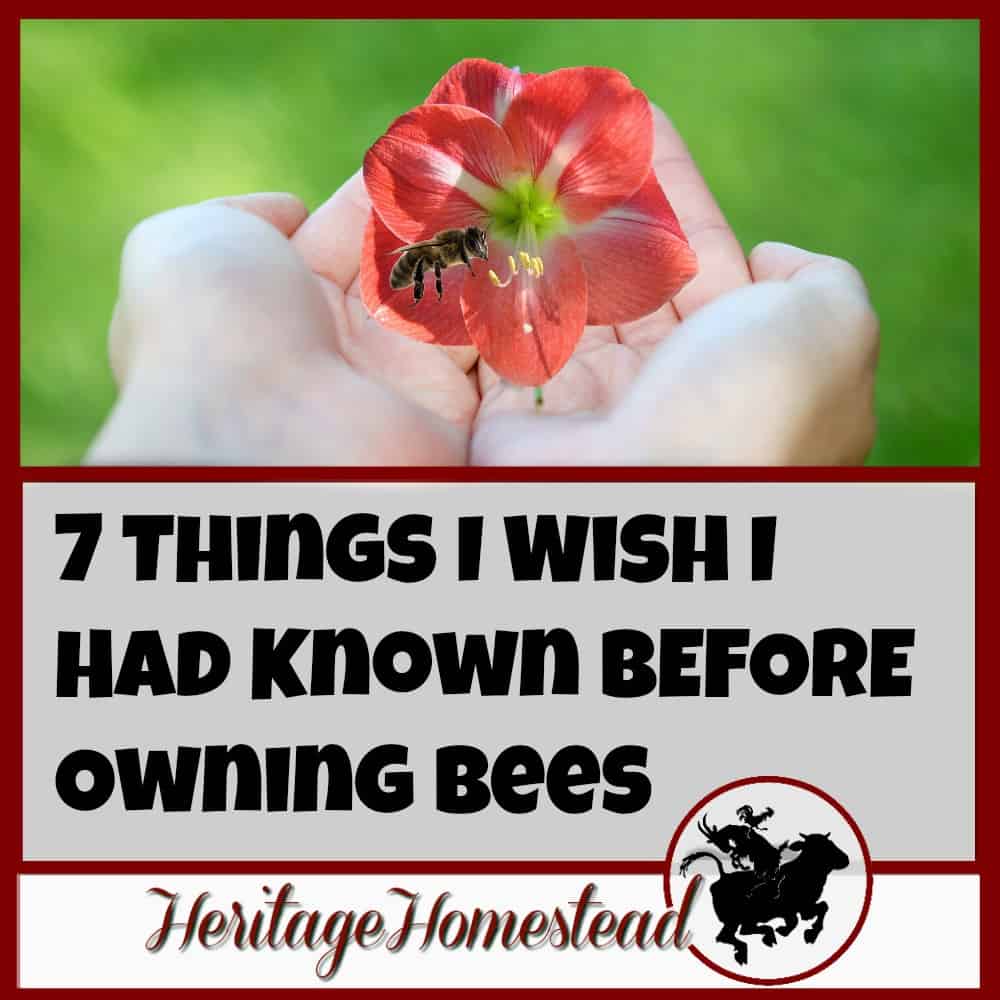 Before Owning Bees | Leanring about bees | 7 things to consider and two things you need adequate of before owning bees. Here is the 