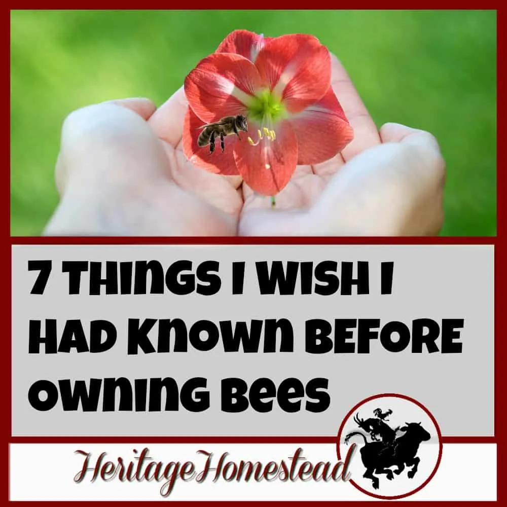 Before Owning Bees | Leanring about bees | 7 things to consider and two things you need adequate of before owning bees. Here is the "class schedule" of what you can expect to learn in the first years