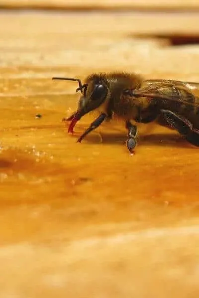 Bees on a hive drinking nectar