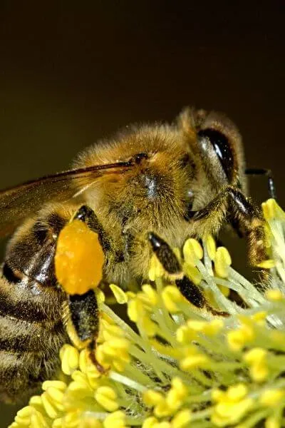 Bee with a large pollen pants on a flower