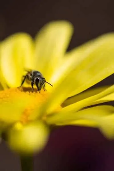 Be getting pollen on a yellow flower