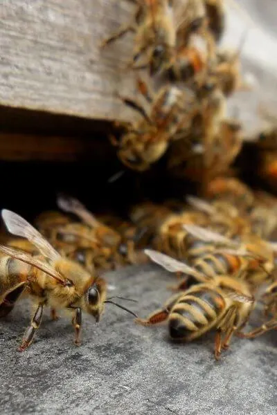 Bees in front of their hive