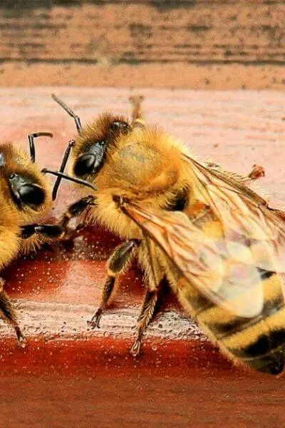 Two bees talking in front of the hive