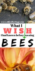 7 Things I Wish I had Known Before Owning Bees | A Life of Heritage