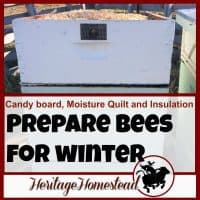 bees in winter