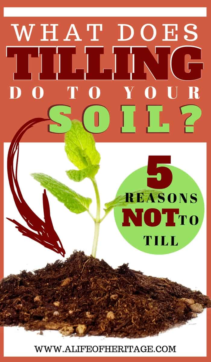 Why You Absolutely MUST Do No-Till Gardening - TRANSFORM Gardens