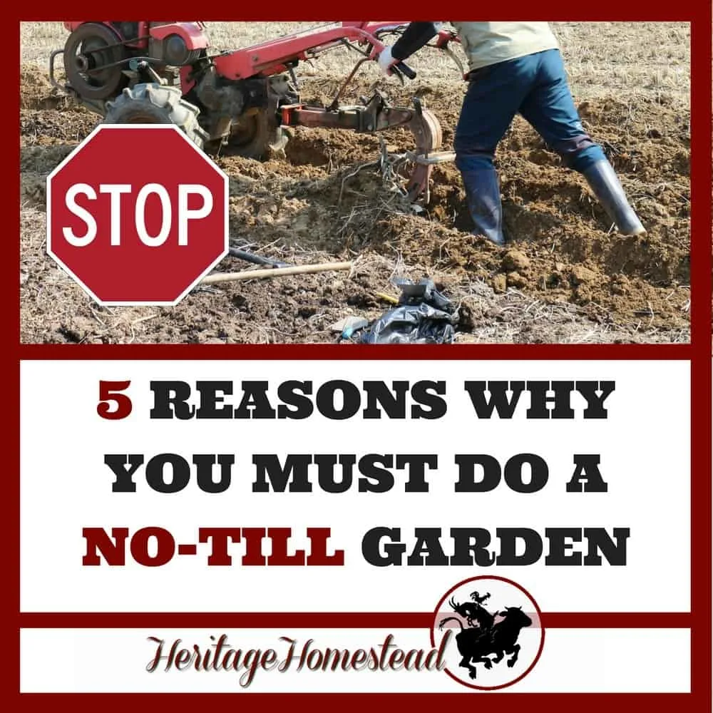 No till farming or no-till gardening and 5 reasons you must do a no till garden