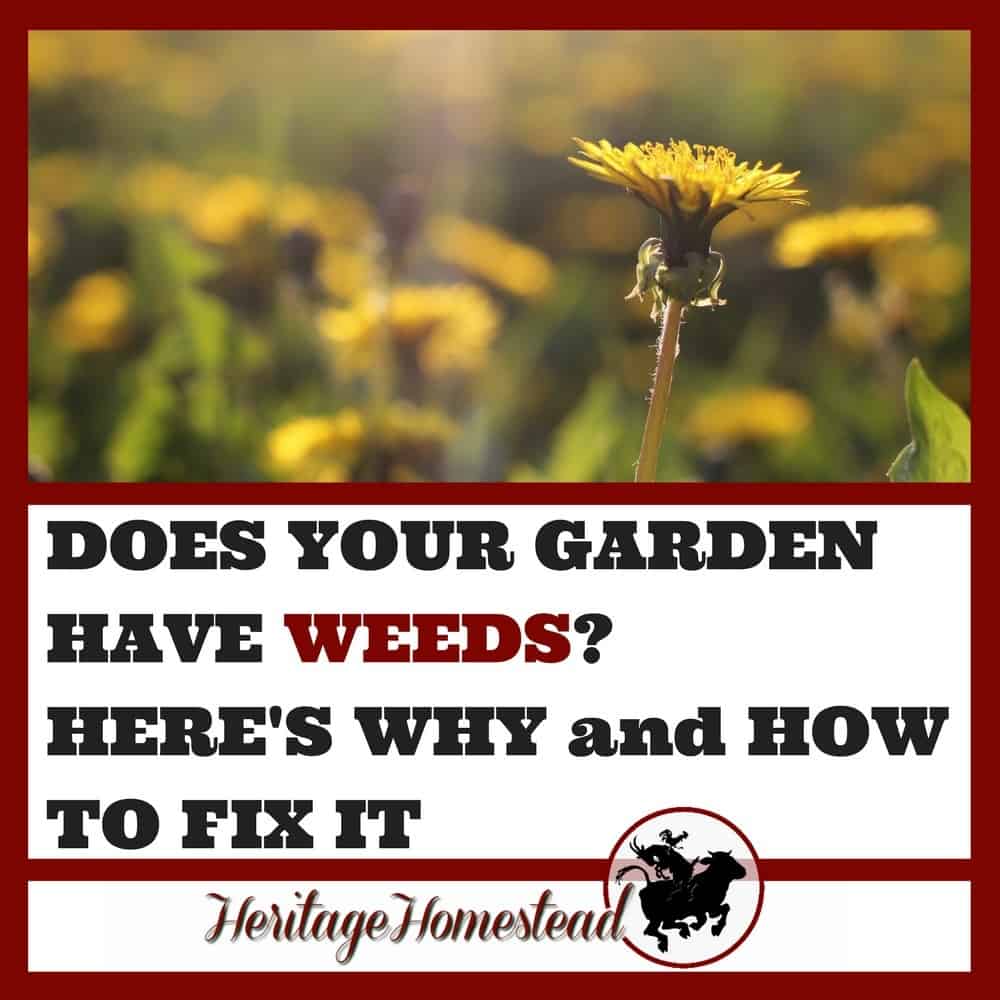 Garden Weeds: Why? Your garden will thrive when you understanding WHY it has weeds. Eliminate them naturally while working with nature.