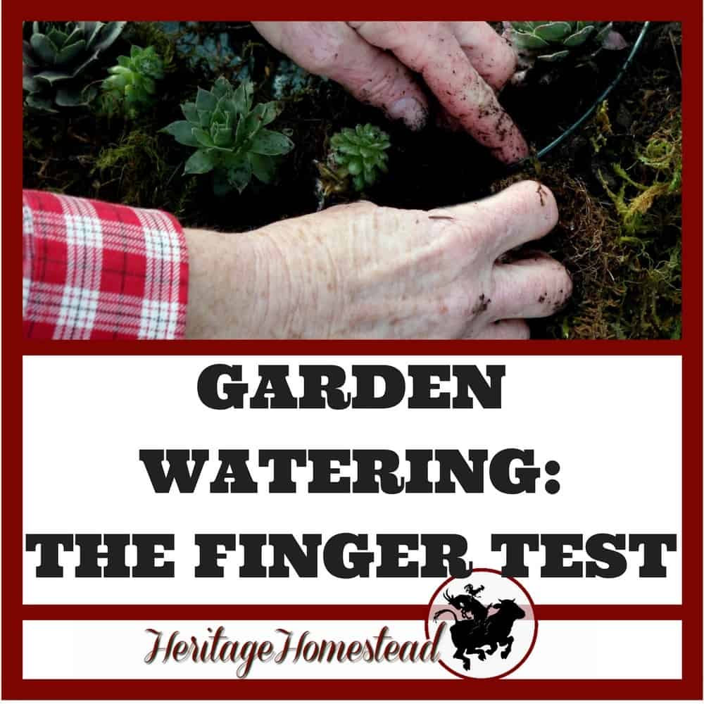 Garden watering is the most important aspect of your productive year of produce. Learn how to know when to water your garden, the signs of over watering and 6 tips for successful watering.