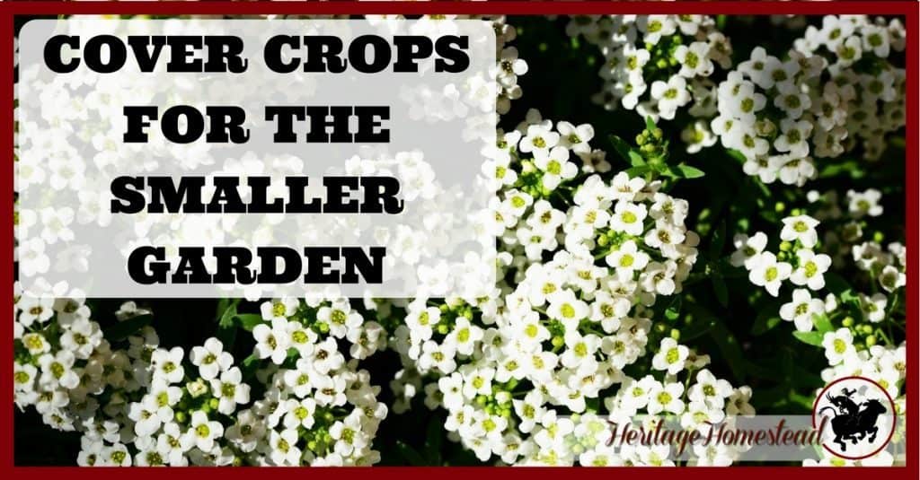 Cover Crops for the Smaller Vegetable Gardens and Why It's Important