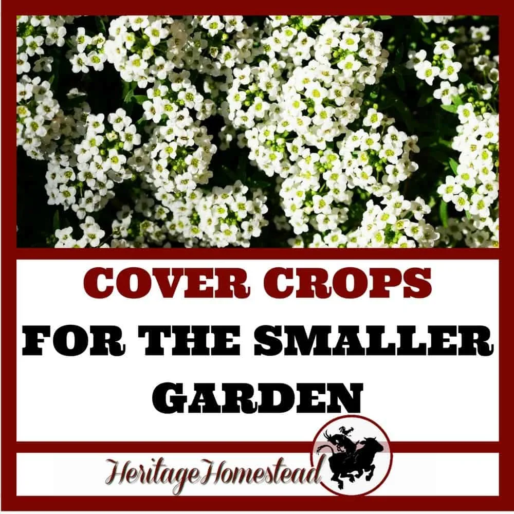 Cover crops are underutilized and misunderstood in the smaller vegetable garden. Understand what they are, which to choose and how to use them.