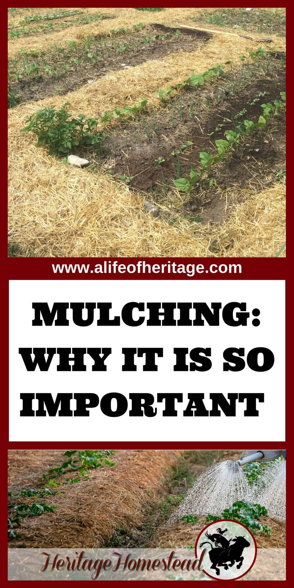 Mulching Why is it SO important? And WHEN to mulch strategically!