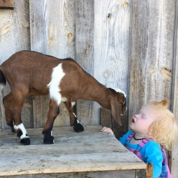 raising goats