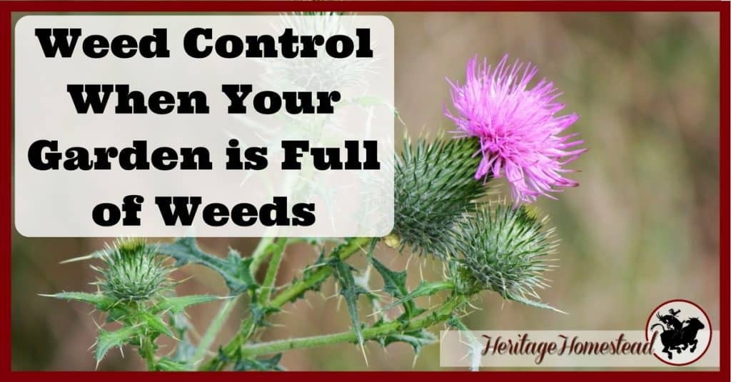 Weed Control When Your Garden is Full of Weeds [5 Best Steps]