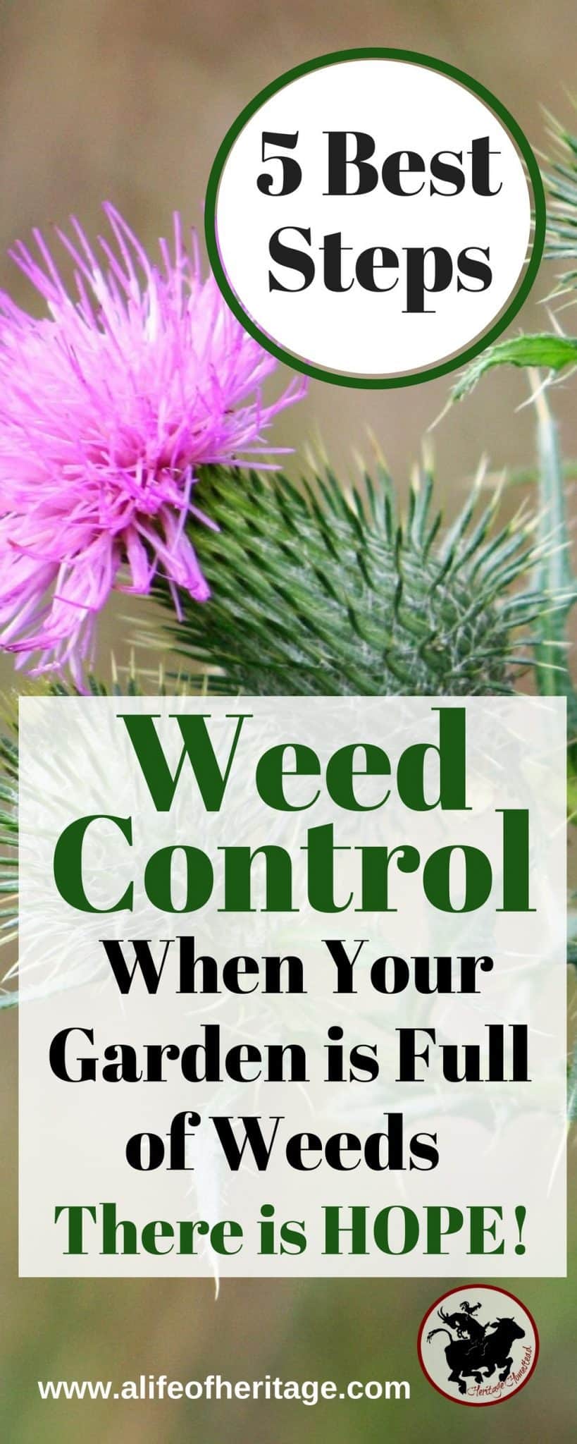 Weed Control When Your Garden is Full of Weeds [5 Best Steps]