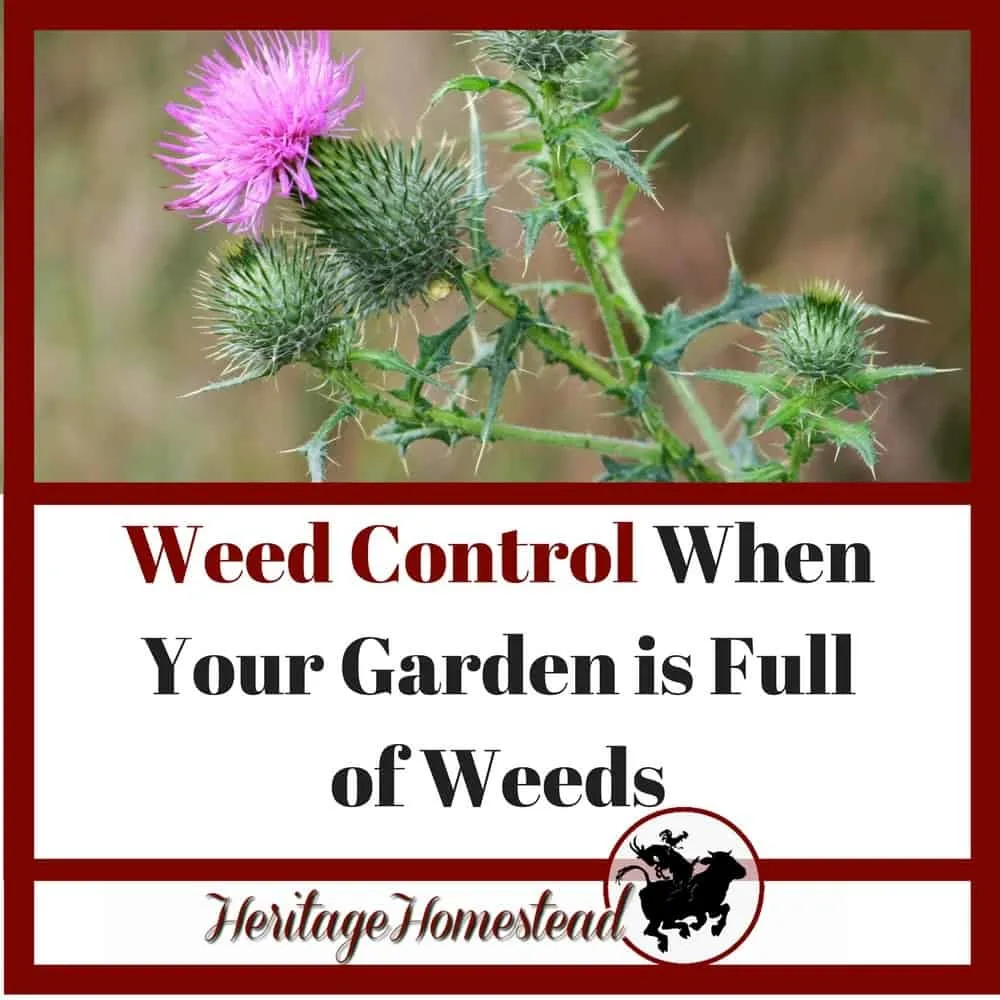 Weed control