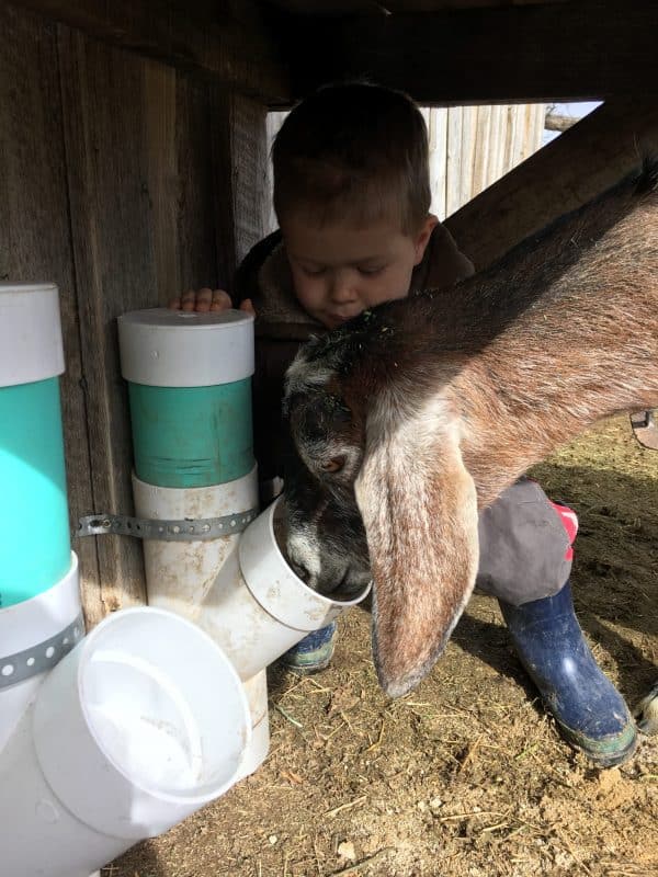 Easy DIY Goat Mineral Feeder For Healthy Goats!