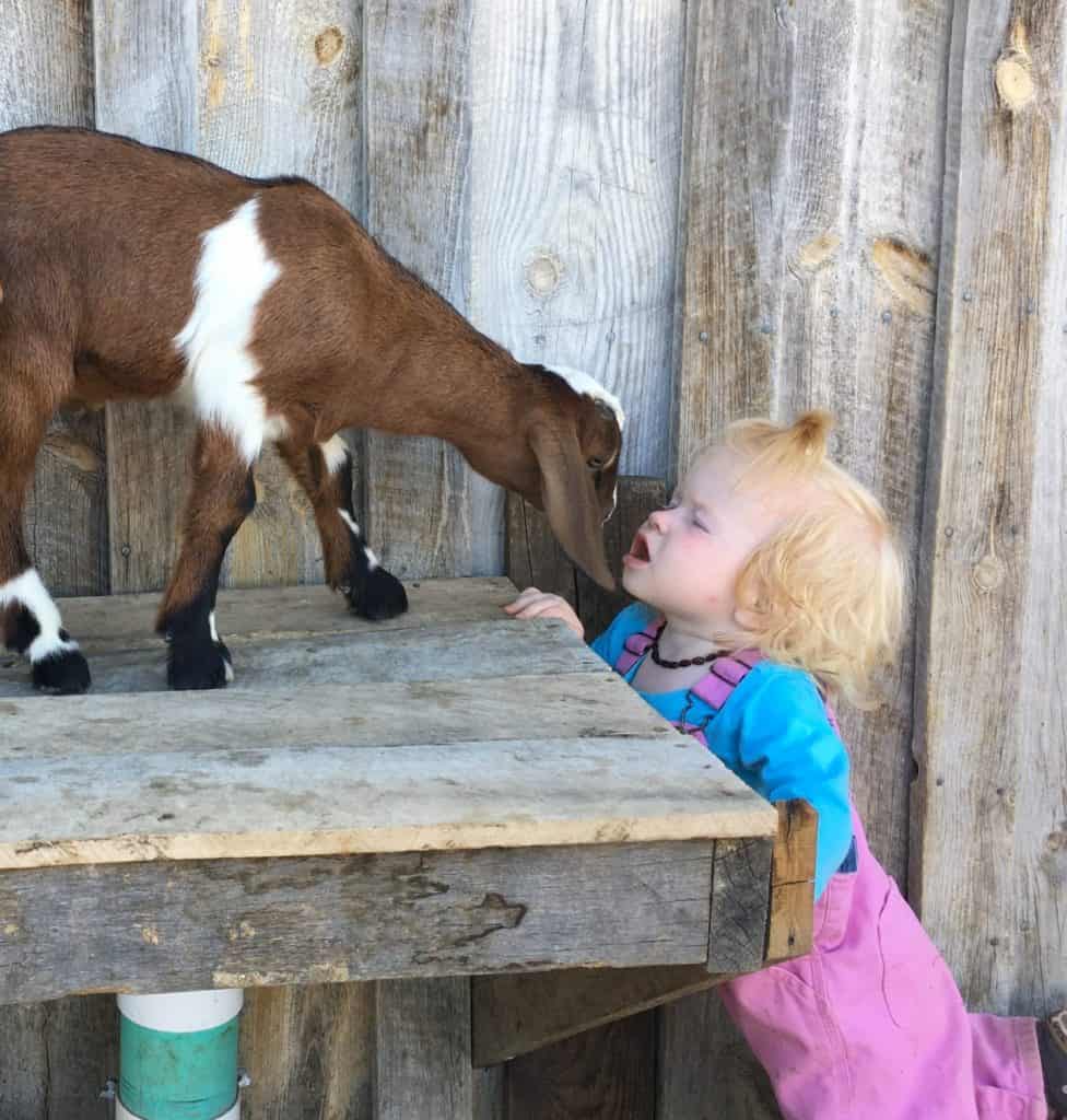 And kids can get goat kisses more easily as well