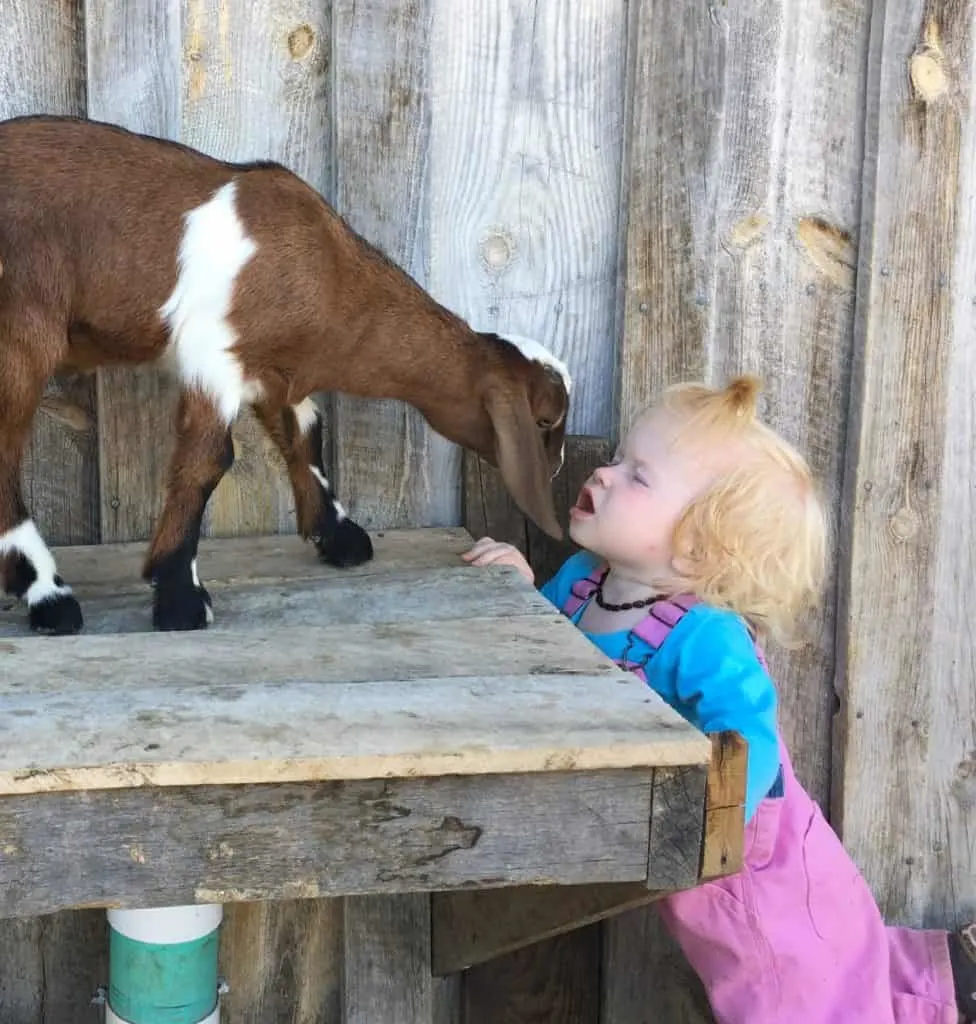 And kids can get goat kisses more easily as well