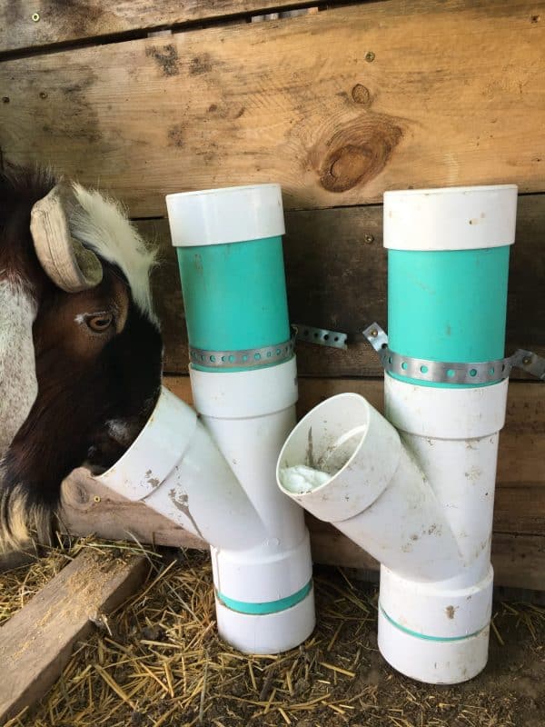 Easy DIY Goat Mineral Feeder For Healthy Goats!