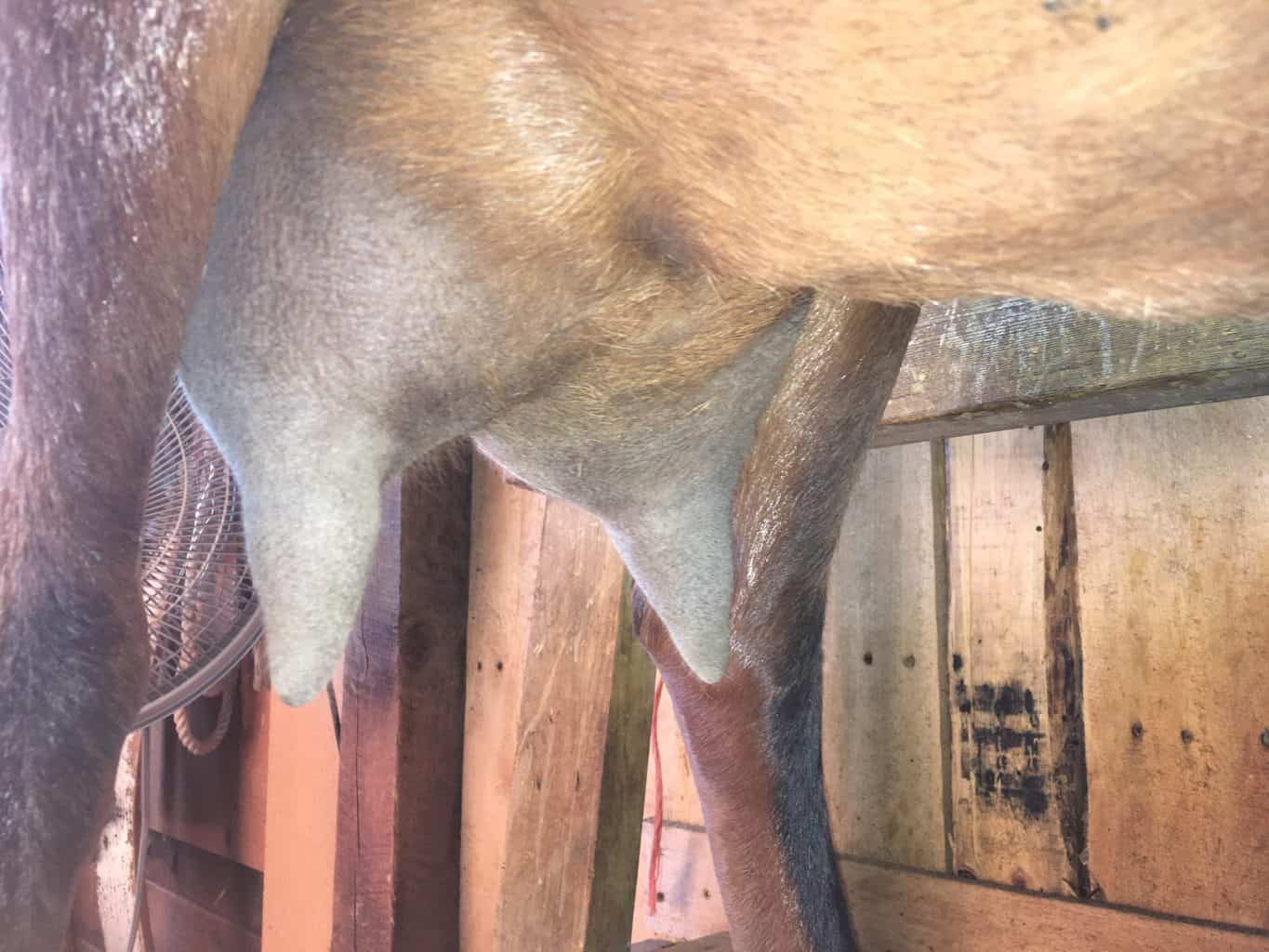 The Best 2023 Guide on How to Milk a Goat [7 Easy Steps]