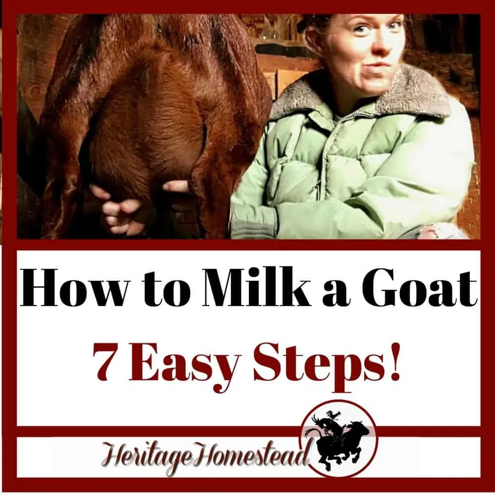How-To-Milk-A-Goat