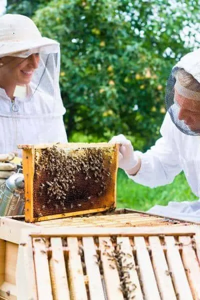 Two beekeepers looking at frames in a beehive