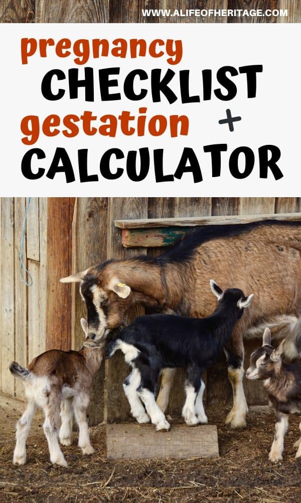 A goat gestation calculator will be of great help as you raise goats!