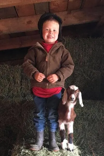 Goat Faith and Kid Josiah playing on the hay in the goat barn