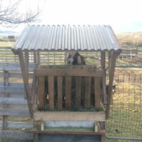 Goat Feeder Using Pallet Boards