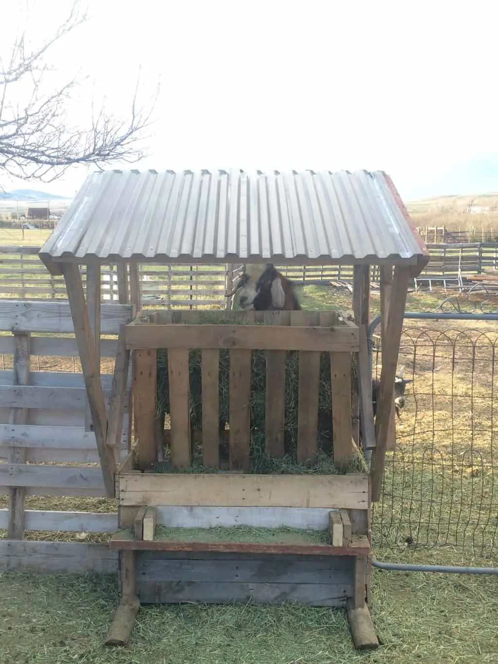 Goat feeder made out of pallets and old wood