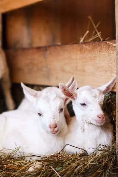 Two goat kids laying in straw after delivery