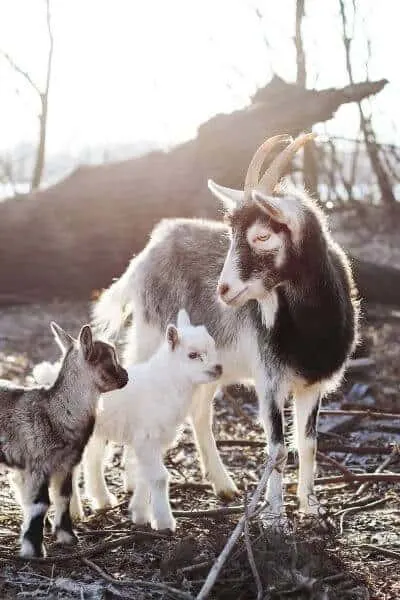 Goat with two kids standing in a pasture
