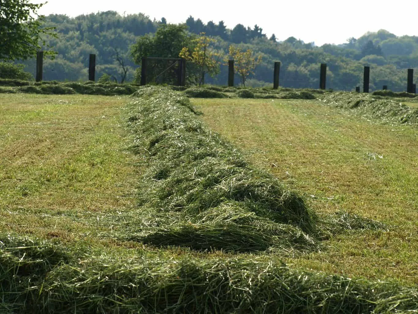 Hay in a windrow not baled yet