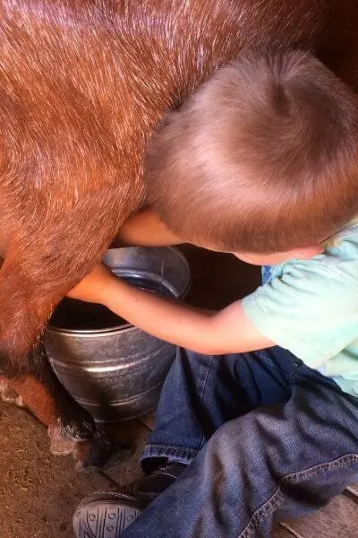 A 3-year-old milking a goat